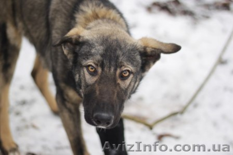 Метис овчарки отдам в хорошие руки!!  - <ro>Изображение</ro><ru>Изображение</ru> #2, <ru>Объявление</ru> #1029706