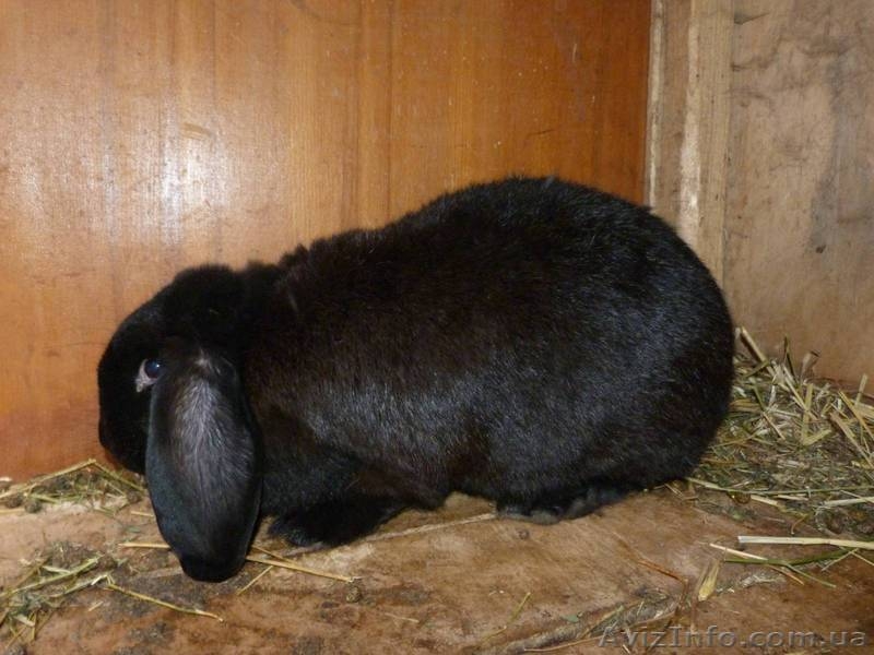 Кролики. Разведение и продажа. - <ro>Изображение</ro><ru>Изображение</ru> #3, <ru>Объявление</ru> #577859