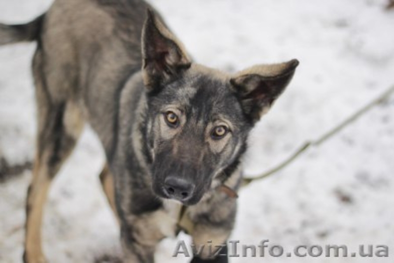 Метис овчарки отдам в хорошие руки!!  - <ro>Изображение</ro><ru>Изображение</ru> #3, <ru>Объявление</ru> #1029706
