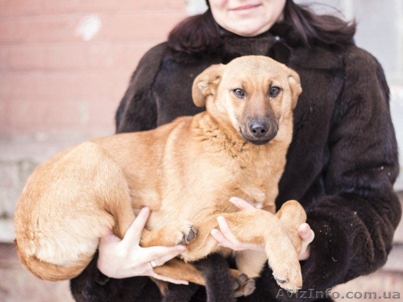 Щенок-девочка ищет хозяев!  - <ro>Изображение</ro><ru>Изображение</ru> #1, <ru>Объявление</ru> #1029791