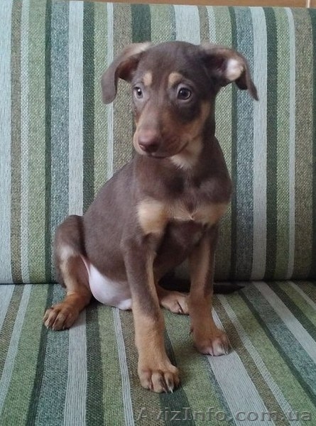 Мальчик и две девочки ждут Вас!!!  - <ro>Изображение</ro><ru>Изображение</ru> #3, <ru>Объявление</ru> #1029638