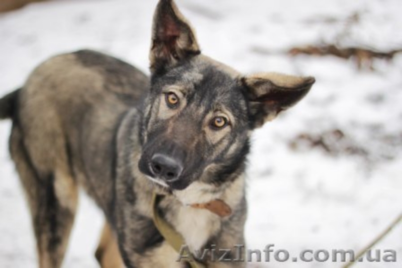 Метис овчарки отдам в хорошие руки!!  - <ro>Изображение</ro><ru>Изображение</ru> #1, <ru>Объявление</ru> #1029706