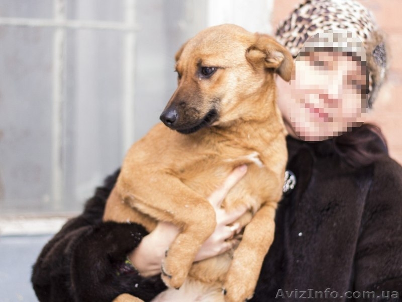 Щенок-девочка ищет хозяев!  - <ro>Изображение</ro><ru>Изображение</ru> #3, <ru>Объявление</ru> #1029791