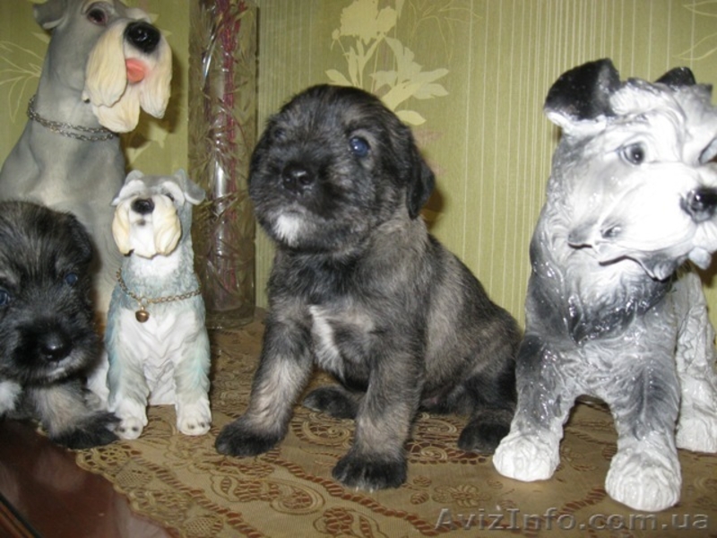  Щенки миттельшнауцера от титулованных родителей - <ro>Изображение</ro><ru>Изображение</ru> #2, <ru>Объявление</ru> #1019421