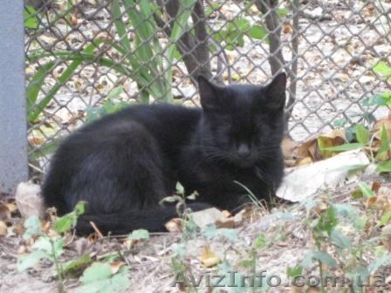 Молодая кошечка мечтает о семье!!!  - <ro>Изображение</ro><ru>Изображение</ru> #5, <ru>Объявление</ru> #1023023