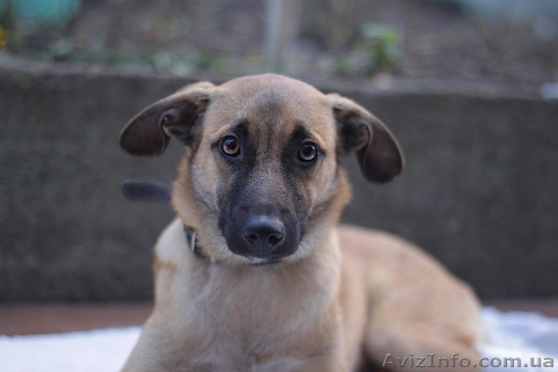 Отдам в хорошие руки щенка небольшого размера.  - <ro>Изображение</ro><ru>Изображение</ru> #1, <ru>Объявление</ru> #1029697