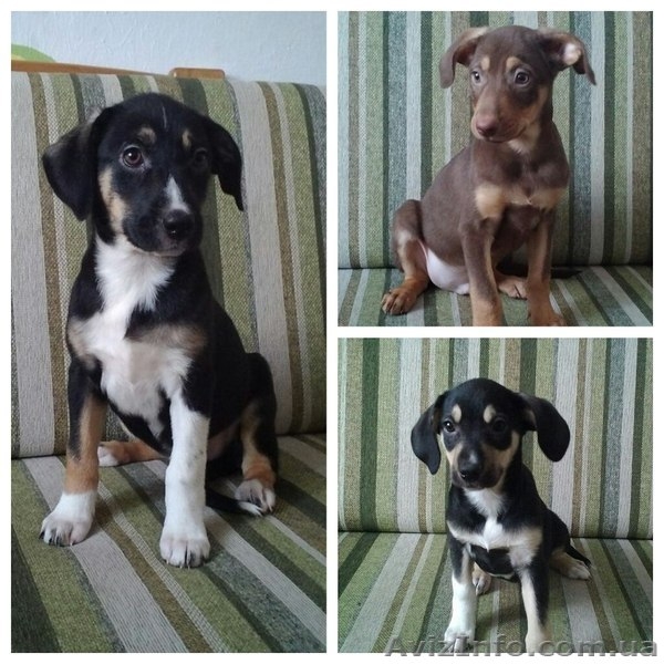 Мальчик и две девочки ждут Вас!!!  - <ro>Изображение</ro><ru>Изображение</ru> #1, <ru>Объявление</ru> #1029638