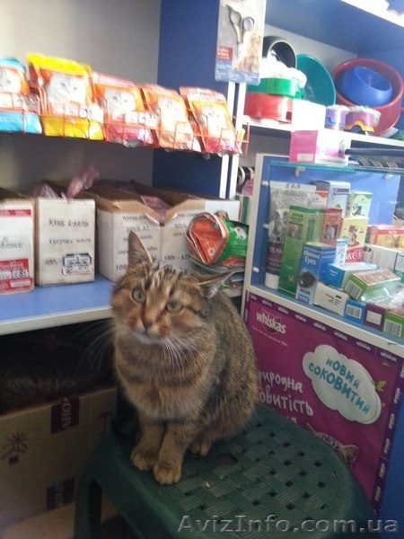 Замечательная молодая кошечка ищет семью!  - <ro>Изображение</ro><ru>Изображение</ru> #3, <ru>Объявление</ru> #1029068