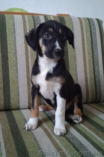 Мальчик и две девочки ждут Вас!!!  - <ro>Изображение</ro><ru>Изображение</ru> #2, <ru>Объявление</ru> #1029638