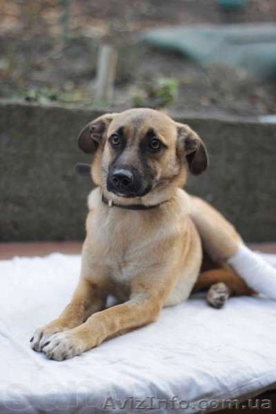 Отдам в хорошие руки щенка небольшого размера.  - <ro>Изображение</ro><ru>Изображение</ru> #2, <ru>Объявление</ru> #1029697