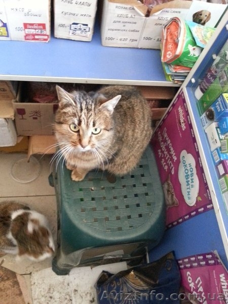 Замечательная молодая кошечка ищет семью!  - <ro>Изображение</ro><ru>Изображение</ru> #4, <ru>Объявление</ru> #1029068