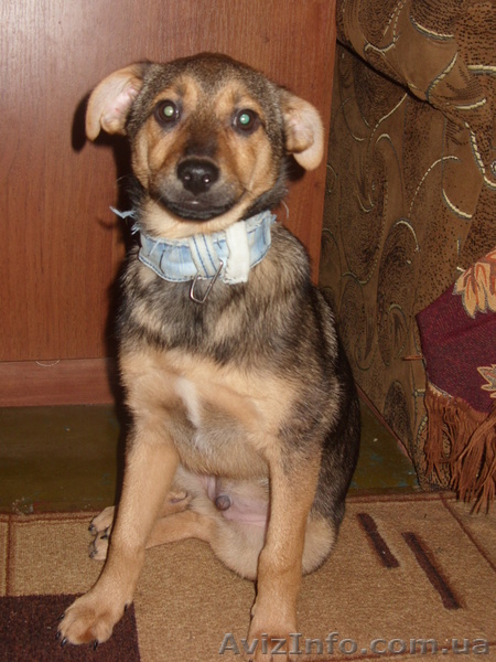 Отдам щенка хорошим людям - <ro>Изображение</ro><ru>Изображение</ru> #2, <ru>Объявление</ru> #1024725