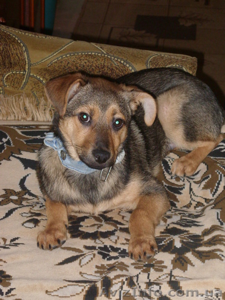 Отдам щенка хорошим людям - <ro>Изображение</ro><ru>Изображение</ru> #1, <ru>Объявление</ru> #1024725