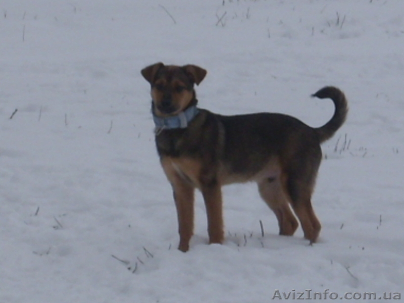 Отдам щенка хорошим людям - <ro>Изображение</ro><ru>Изображение</ru> #3, <ru>Объявление</ru> #1024725