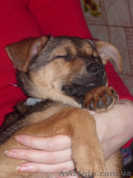 Отдам щенка хорошим людям - <ro>Изображение</ro><ru>Изображение</ru> #5, <ru>Объявление</ru> #1024725