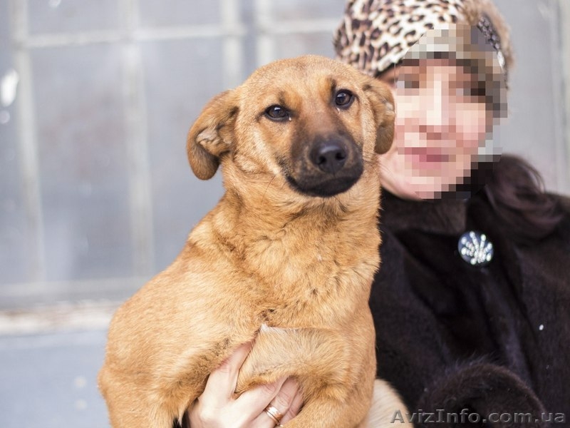 Щенок-девочка ищет хозяев!  - <ro>Изображение</ro><ru>Изображение</ru> #2, <ru>Объявление</ru> #1029791