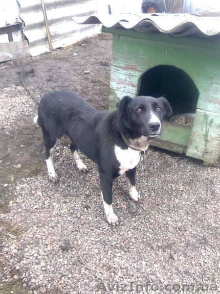 Ник ищет семью!!!  - <ro>Изображение</ro><ru>Изображение</ru> #1, <ru>Объявление</ru> #1041002