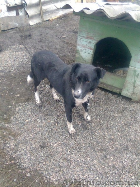 Ник ищет семью!!!  - <ro>Изображение</ro><ru>Изображение</ru> #2, <ru>Объявление</ru> #1041002