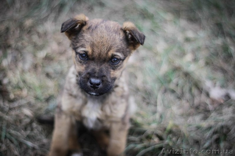 Девочки и мальчики ищут дом!!!  - <ro>Изображение</ro><ru>Изображение</ru> #6, <ru>Объявление</ru> #1044905