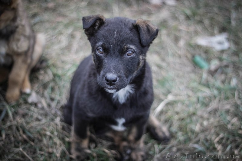 Девочки и мальчики ищут дом!!!  - <ro>Изображение</ro><ru>Изображение</ru> #5, <ru>Объявление</ru> #1044905