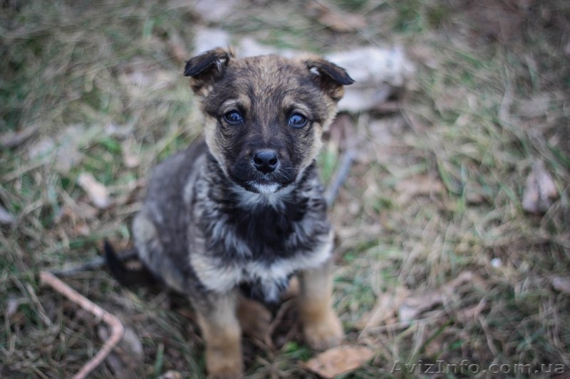 Девочки и мальчики ищут дом!!!  - <ro>Изображение</ro><ru>Изображение</ru> #4, <ru>Объявление</ru> #1044905