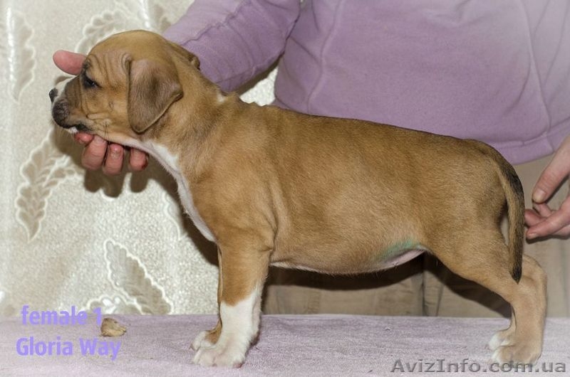 Продаётся щенок амстаффа девочка с шоу перспективой  - <ro>Изображение</ro><ru>Изображение</ru> #1, <ru>Объявление</ru> #1039632