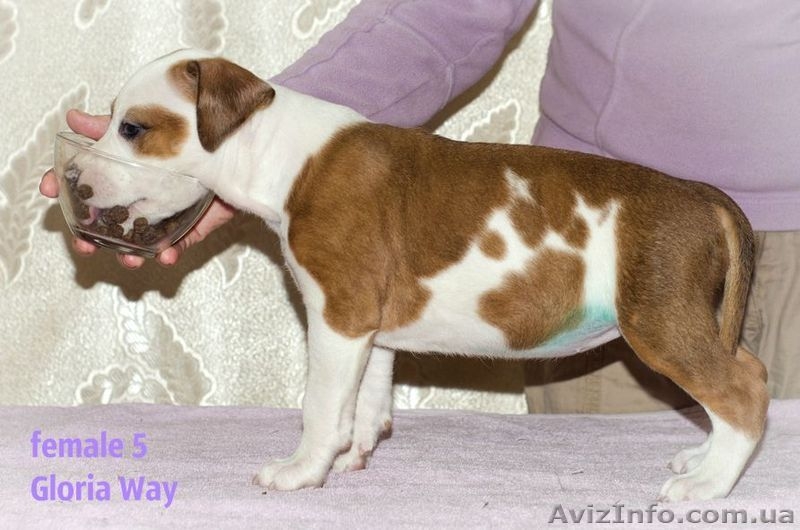 Продаётся щенок амстаффа девочка с шоу перспективой  - <ro>Изображение</ro><ru>Изображение</ru> #3, <ru>Объявление</ru> #1039632