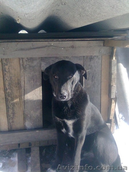 Кобелек 7 месяцев будет беречь Ваше спокойствие!  - <ro>Изображение</ro><ru>Изображение</ru> #1, <ru>Объявление</ru> #1032411