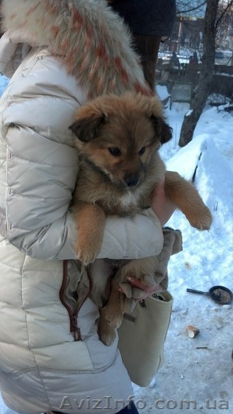 Замечательные мальчики и девочки ищут дом!!!  - <ro>Изображение</ro><ru>Изображение</ru> #3, <ru>Объявление</ru> #1034653