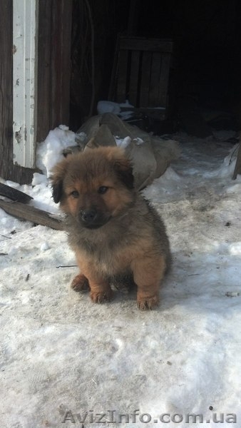 Замечательные мальчики и девочки ищут дом!!!  - <ro>Изображение</ro><ru>Изображение</ru> #1, <ru>Объявление</ru> #1034653