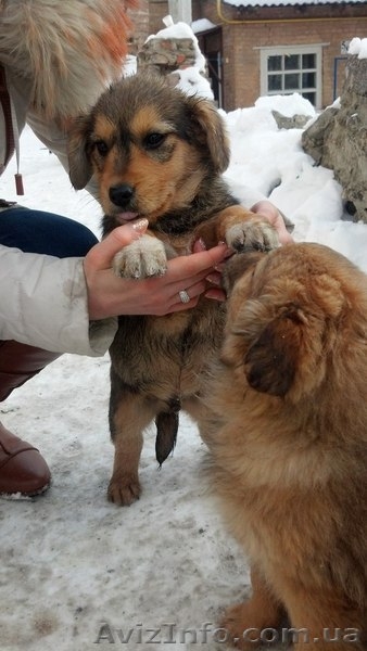 Замечательные мальчики и девочки ищут дом!!!  - <ro>Изображение</ro><ru>Изображение</ru> #4, <ru>Объявление</ru> #1034653