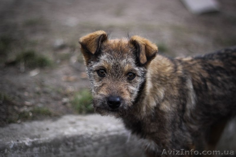 Кудряво-лохматенькие девочки мечтают о доме!!!  - <ro>Изображение</ro><ru>Изображение</ru> #3, <ru>Объявление</ru> #1044936