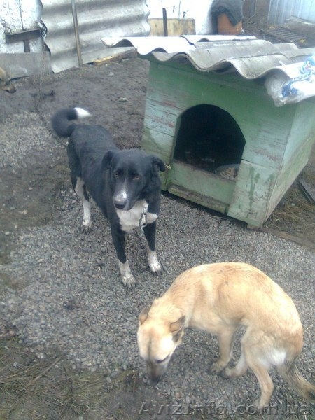 Ник ищет семью!!!  - <ro>Изображение</ro><ru>Изображение</ru> #4, <ru>Объявление</ru> #1041002