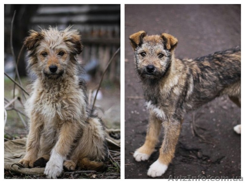 Кудряво-лохматенькие девочки мечтают о доме!!!  - <ro>Изображение</ro><ru>Изображение</ru> #1, <ru>Объявление</ru> #1044936