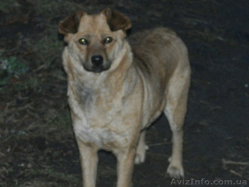 Кудряво-лохматенькие девочки мечтают о доме!!!  - <ro>Изображение</ro><ru>Изображение</ru> #6, <ru>Объявление</ru> #1044936