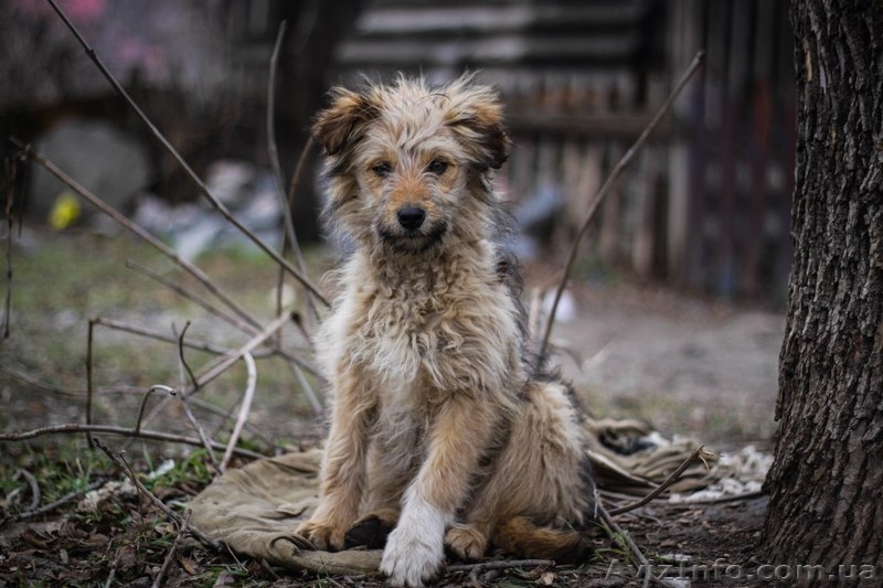 Кудряво-лохматенькие девочки мечтают о доме!!!  - <ro>Изображение</ro><ru>Изображение</ru> #2, <ru>Объявление</ru> #1044936