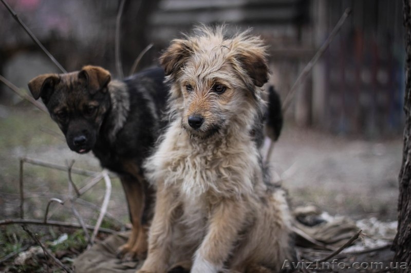 Кудряво-лохматенькие девочки мечтают о доме!!!  - <ro>Изображение</ro><ru>Изображение</ru> #4, <ru>Объявление</ru> #1044936