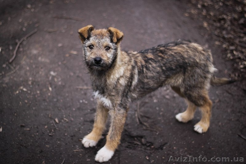 Кудряво-лохматенькие девочки мечтают о доме!!!  - <ro>Изображение</ro><ru>Изображение</ru> #5, <ru>Объявление</ru> #1044936