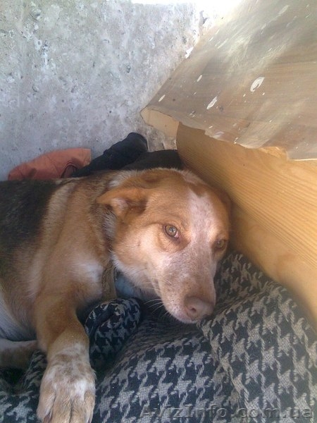 Молодая собачка Пальма для Вашего спокойствия!  - <ro>Изображение</ro><ru>Изображение</ru> #1, <ru>Объявление</ru> #1032432