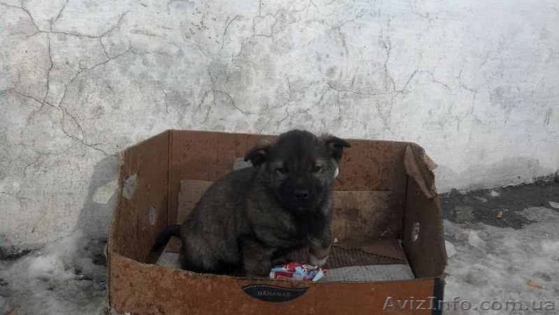 Замечательные мальчики и девочки ищут дом!!!  - <ro>Изображение</ro><ru>Изображение</ru> #5, <ru>Объявление</ru> #1034653