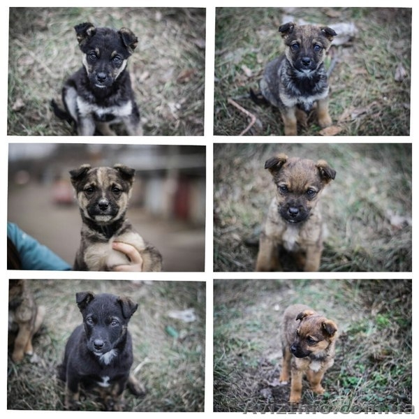 Девочки и мальчики ищут дом!!!  - <ro>Изображение</ro><ru>Изображение</ru> #1, <ru>Объявление</ru> #1044905