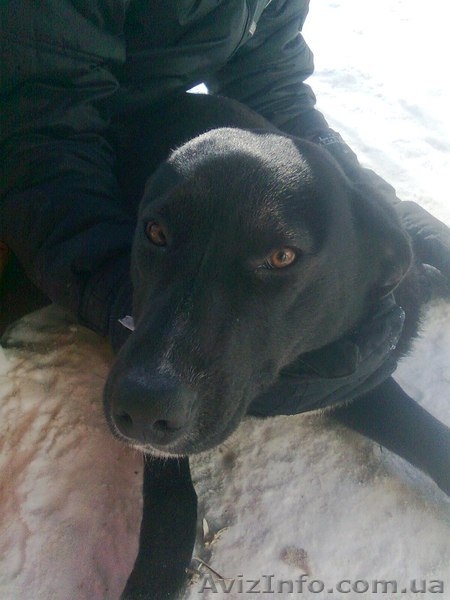 Кобелек 7 месяцев будет беречь Ваше спокойствие!  - <ro>Изображение</ro><ru>Изображение</ru> #3, <ru>Объявление</ru> #1032411