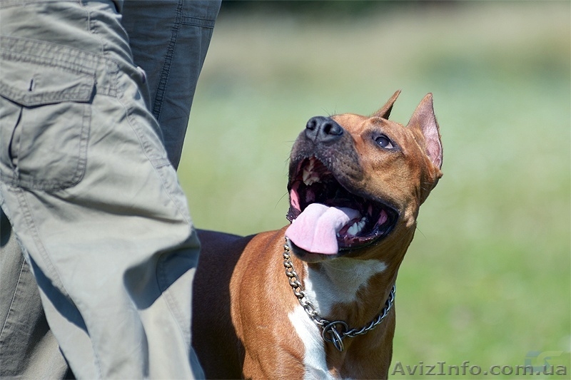 Щенки для тех, кто ценит красоту и породность  Амстафф - <ro>Изображение</ro><ru>Изображение</ru> #1, <ru>Объявление</ru> #1050662