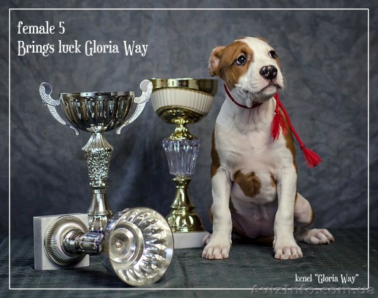 Щенки для тех, кто ценит красоту и породность  Амстафф - <ro>Изображение</ro><ru>Изображение</ru> #3, <ru>Объявление</ru> #1050662