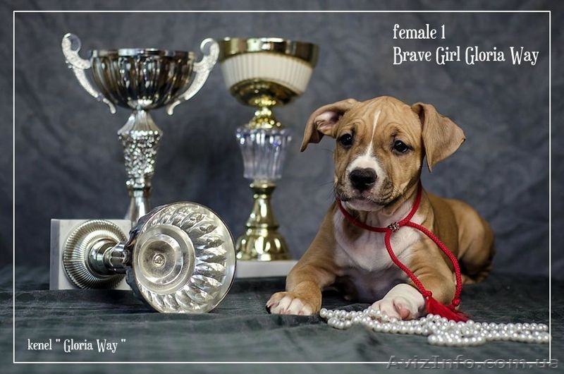 Щенки для тех, кто ценит красоту и породность  Амстафф - <ro>Изображение</ro><ru>Изображение</ru> #4, <ru>Объявление</ru> #1050662