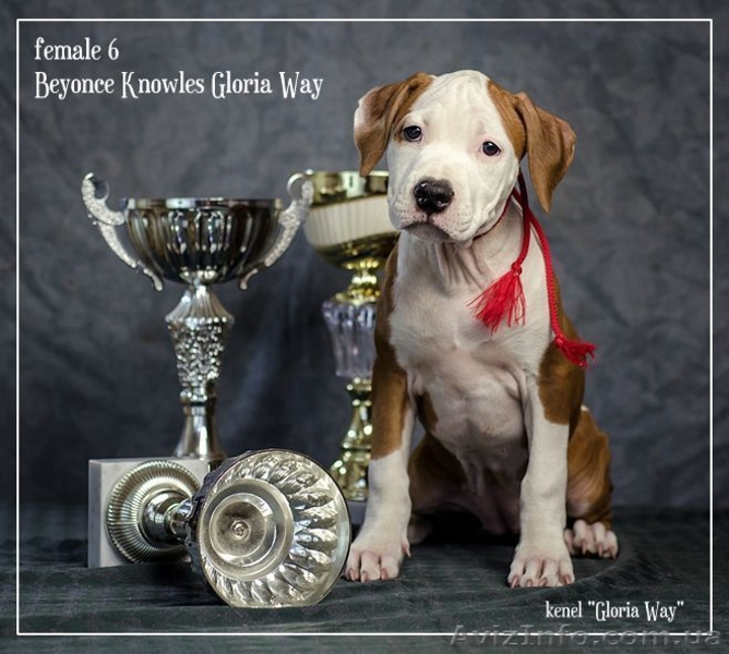 Щенки для тех, кто ценит красоту и породность  Амстафф - <ro>Изображение</ro><ru>Изображение</ru> #5, <ru>Объявление</ru> #1050662