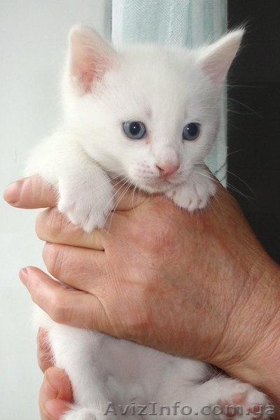 Котята мальчики и девочка ищут семью!!  - <ro>Изображение</ro><ru>Изображение</ru> #2, <ru>Объявление</ru> #1073126