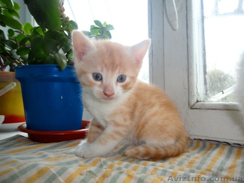 Котята мальчики и девочка ищут семью!!  - <ro>Изображение</ro><ru>Изображение</ru> #3, <ru>Объявление</ru> #1073126