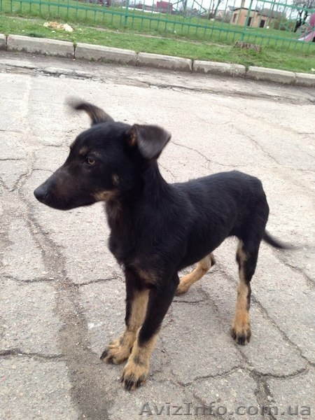 Щенок-мальчик ищет дом!   - <ro>Изображение</ro><ru>Изображение</ru> #1, <ru>Объявление</ru> #1072671