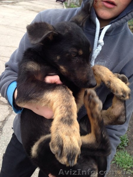 Щенок-мальчик ищет дом!   - <ro>Изображение</ro><ru>Изображение</ru> #2, <ru>Объявление</ru> #1072671